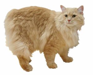 Creme-colored cymric, standing