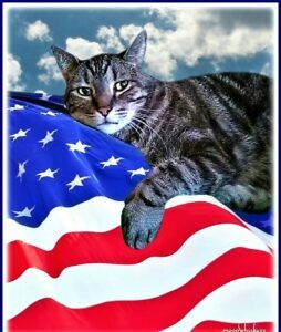 Cat on flag