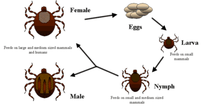 Chart of tick life cycle