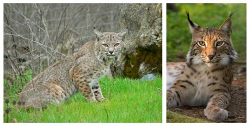 Picture of bobcat; head and shoulders view