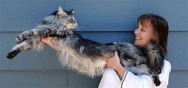 woman holding long Maine coon cat