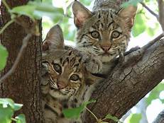 two bobcat kittens in tree