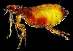 Picture of a cat flea