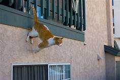 Cat jumping from balcony