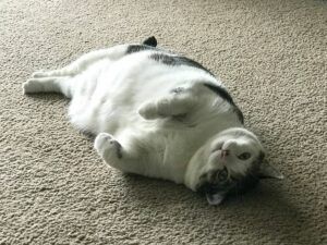 Fat cat lying on its back