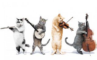 4-cat band, all playing instruments