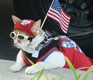 cat dressed for July 4, carrying flag