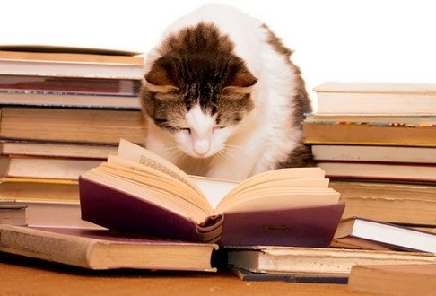 cat researching in book