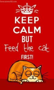 Keep calm but feed the cat first