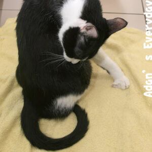 Tuxedo cat washing himself