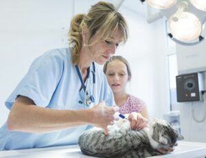 Vet giving cat vaccination