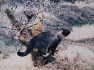 Cat outside standing on tree limb