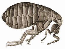 detailed drawing of a flea