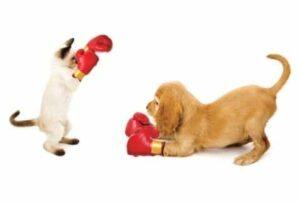 cat and dog boxing match