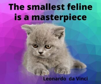 Kitten: The smallest feline is a masterpiece