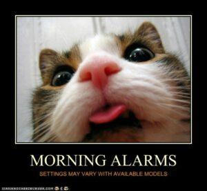 Morning alarms (Cat's head)