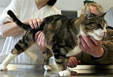 vet examining cat