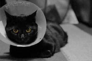 Black cat in cone