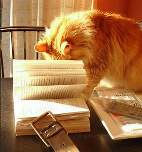 Cat researching in book