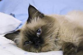 Small Siamese lying down, looking sick