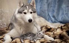 large husky; small cat sleeping with him