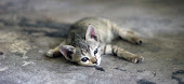 Small cat sprawled on ground