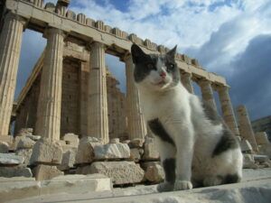 Cat sitting by the Parthenon