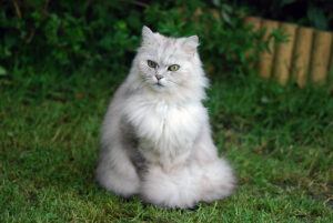 cat seated, tail curled around feet