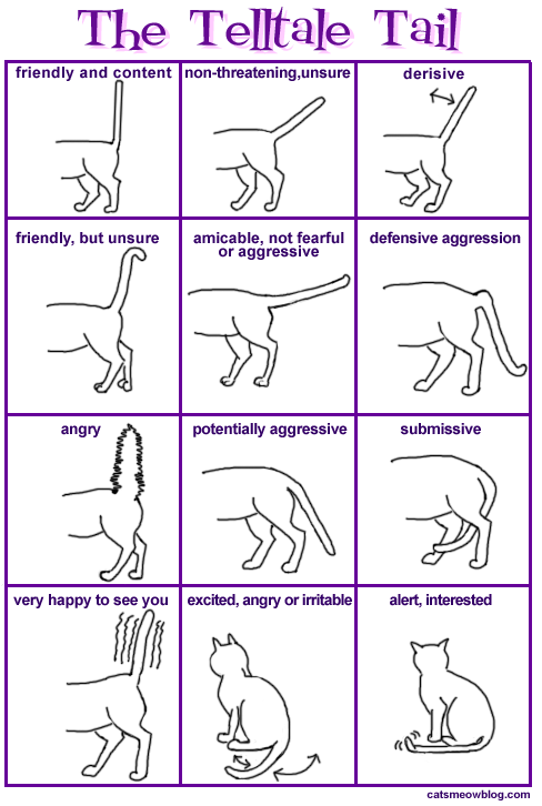 chart of tail positions and meanings