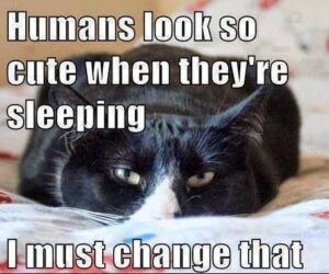 Cat snoozing