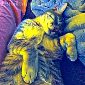Cat in blue and yellow light