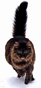 Maine Coon cat (dark color) with tail erect