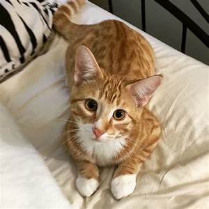 Orange and white kitty, lying down