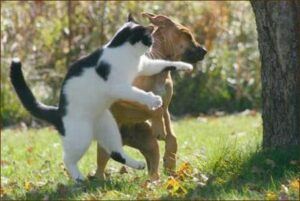Cat punching dog