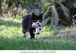 black cat carrying black & white kitten