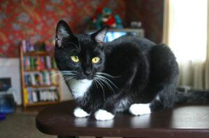 black & white cat on table