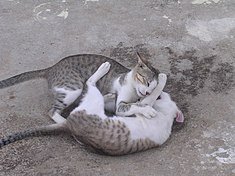 Two cats tussling