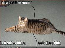 cat lying across crack: "I divided the room. Left side's mine. So's the right.