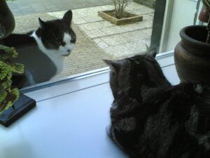 Cats staring at each other through window