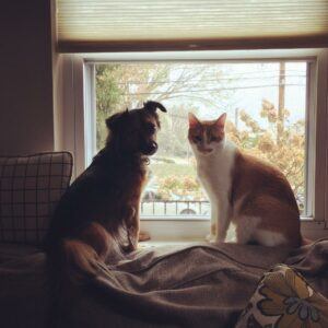 Cat and dog sitting together in window