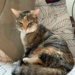 Calico cat sitting on chair