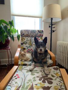 white cat and grey dog on chair