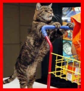 Cat pushing shopping cart