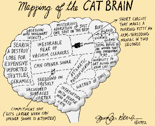 Humorous map of the cat brain