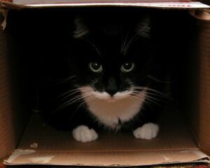 Tuxedo cat in cardboard box