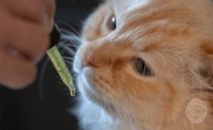 Cat being offered CBD in dropper