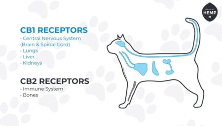 Cat diagram showing CB1 & 2 Receptors