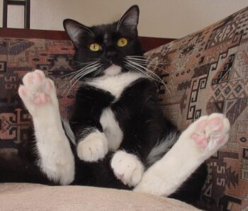 Tuxedo cat, sitting, white feet