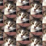 multiple tiger-striped and white cat faces