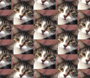 multiple tiger-striped and white cat faces